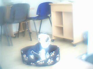 c doudou