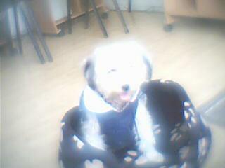 c diana ma chienne